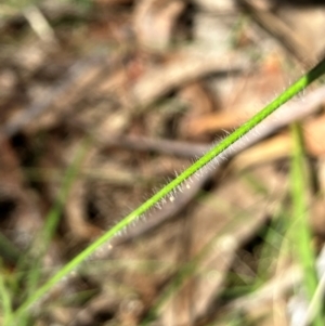 Rytidosperma erianthum at Hall, ACT - 28 Jan 2024