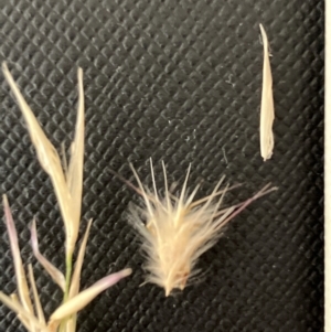 Rytidosperma erianthum at Hall, ACT - 28 Jan 2024