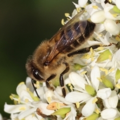 Apis mellifera (European honey bee) at Wodonga, VIC - 27 Jan 2024 by KylieWaldon