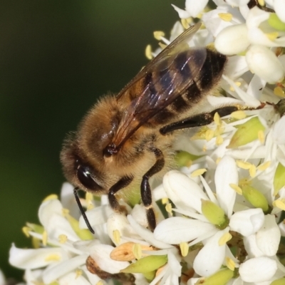 Apis mellifera (European honey bee) at Wodonga, VIC - 27 Jan 2024 by KylieWaldon