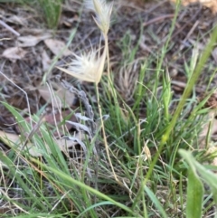 Rytidosperma erianthum (Hill Wallaby Grass) at Campbell, ACT - 28 Jan 2024 by SilkeSma