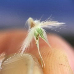 Rytidosperma erianthum at Campbell, ACT - 28 Jan 2024 02:37 PM