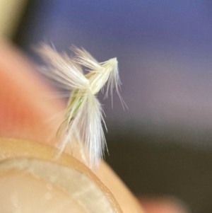 Rytidosperma erianthum at Campbell, ACT - 28 Jan 2024