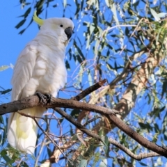 Cacatua galerita (Sulphur-crested Cockatoo) at WREN Reserves - 27 Jan 2024 by KylieWaldon