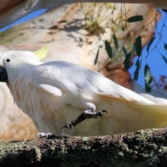 Cacatua galerita at Monitoring Site 107 - Riparian - 28 Jan 2024 07:22 AM