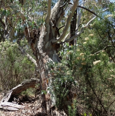 Eucalyptus rubida subsp. rubida (Candlebark) at Burra, NSW - 28 Jan 2024 by deridada