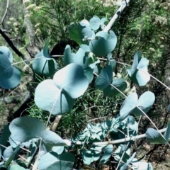 Eucalyptus rubida subsp. rubida at QPRC LGA - 28 Jan 2024