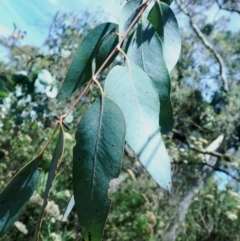 Eucalyptus rubida subsp. rubida at QPRC LGA - 28 Jan 2024