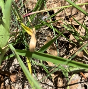 Eriochloa pseudoacrotricha at Hall, ACT - 28 Jan 2024