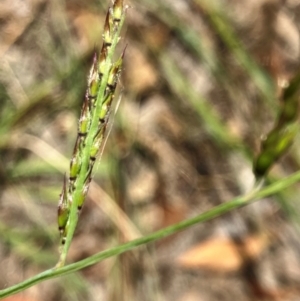 Eriochloa pseudoacrotricha at Hall, ACT - 28 Jan 2024 01:37 PM