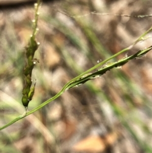 Eriochloa pseudoacrotricha at Hall, ACT - 28 Jan 2024 01:37 PM