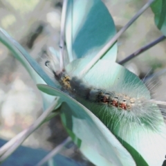 Orgyia anartoides (Painted Apple Moth) at Burra, NSW - 28 Jan 2024 by deridada