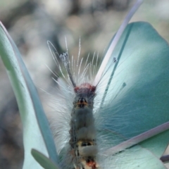 Orgyia anartoides at QPRC LGA - 28 Jan 2024