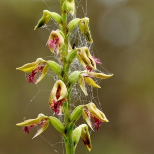 Corunastylis fimbriata at Glenquarry - 28 Jan 2024