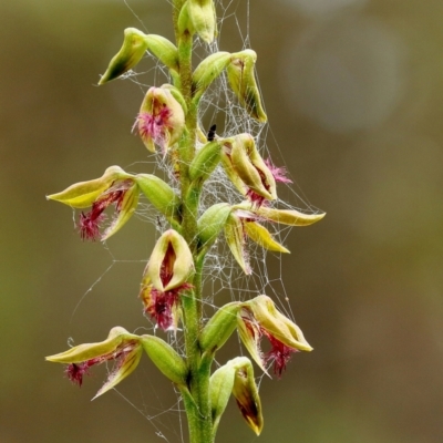 Corunastylis fimbriata (Fringed Midge Orchid) at Glenquarry - 28 Jan 2024 by Snowflake