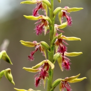 Corunastylis fimbriata at Glenquarry - 28 Jan 2024