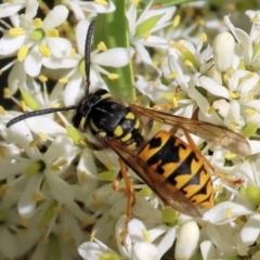 Vespula germanica (European wasp) at Wodonga, VIC - 27 Jan 2024 by KylieWaldon