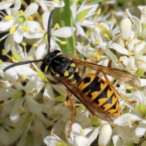 Vespula germanica at Wodonga - 28 Jan 2024 07:43 AM