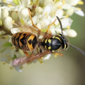 Vespula germanica at Wodonga - 28 Jan 2024 07:43 AM