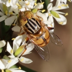 Eristalinus punctulatus (Golden Native Drone Fly) at Wodonga, VIC - 27 Jan 2024 by KylieWaldon