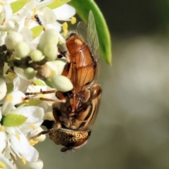 Eristalinus punctulatus at Wodonga - 28 Jan 2024