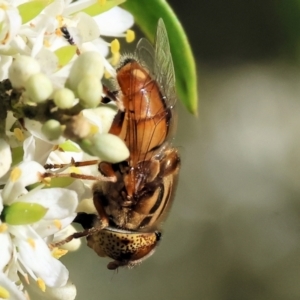 Eristalinus punctulatus at Wodonga - 28 Jan 2024