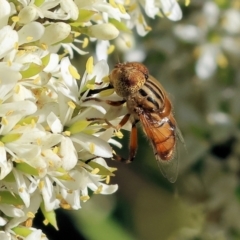 Eristalinus punctulatus at Wodonga - 28 Jan 2024