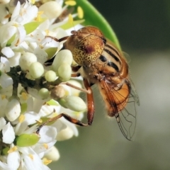 Eristalinus punctulatus at Wodonga - 28 Jan 2024 07:39 AM