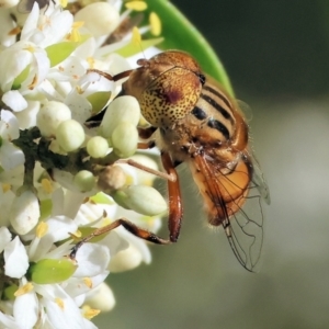 Eristalinus punctulatus at Wodonga - 28 Jan 2024