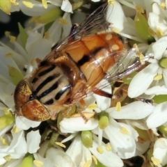 Eristalinus punctulatus at Wodonga - 28 Jan 2024