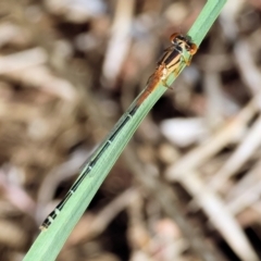 Xanthagrion erythroneurum at Wodonga - 27 Jan 2024 by KylieWaldon