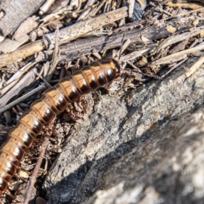 Paradoxosomatidae sp. (family) (Millipede) at Uriarra Recreation Reserve - 19 Jan 2024 by SWishart