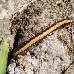 Paradoxosomatidae sp. (family) at Uriarra Recreation Reserve - 19 Jan 2024