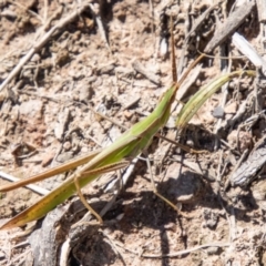 Acrida conica (Giant green slantface) at Lower Molonglo - 19 Jan 2024 by SWishart