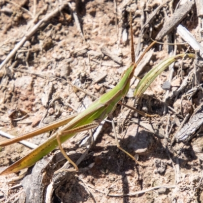 Acrida conica (Giant green slantface) at Lower Molonglo - 19 Jan 2024 by SWishart