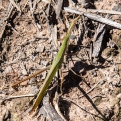 Acrida conica at Lower Molonglo - 19 Jan 2024