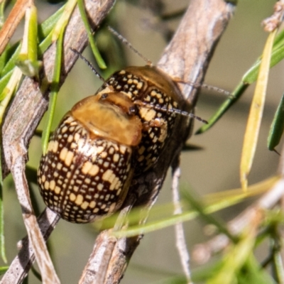 Paropsis pictipennis (Tea-tree button beetle) at Lower Molonglo - 18 Jan 2024 by SWishart