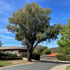 Eucalyptus sideroxylon (Mugga Ironbark) at Gowrie, ACT - 28 Jan 2024 by BruceG