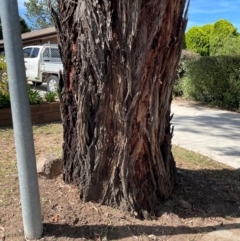 Eucalyptus sideroxylon at Gowrie, ACT - 28 Jan 2024