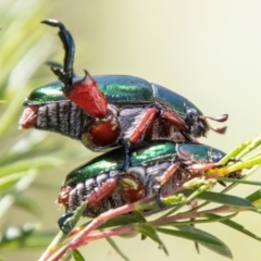 Repsimus manicatus montanus (Green nail beetle) at Strathnairn, ACT - 19 Jan 2024 by SWishart