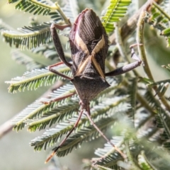 Mictis profana (Crusader Bug) at Strathnairn, ACT - 19 Jan 2024 by SWishart