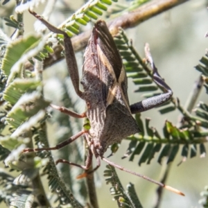 Mictis profana at Lower Molonglo - 19 Jan 2024