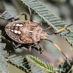 Theseus modestus (Gum tree shield bug) at Lower Molonglo - 19 Jan 2024 by SWishart