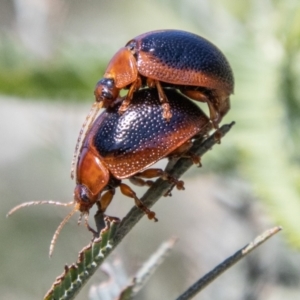 Dicranosterna immaculata at Lower Molonglo - 19 Jan 2024