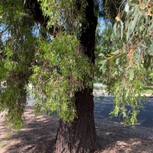 Eucalyptus sideroxylon at Gowrie, ACT - 28 Jan 2024 03:55 PM