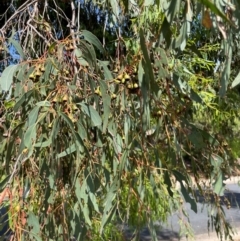 Eucalyptus sideroxylon at Gowrie, ACT - 28 Jan 2024 03:55 PM