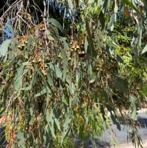 Eucalyptus sideroxylon at Gowrie, ACT - 28 Jan 2024 03:55 PM