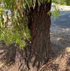 Eucalyptus sideroxylon at Gowrie, ACT - 28 Jan 2024 03:55 PM