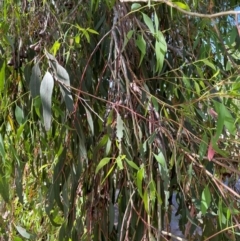 Eucalyptus sideroxylon at Gowrie, ACT - 28 Jan 2024 03:55 PM