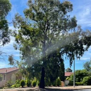 Eucalyptus sideroxylon at Gowrie, ACT - 28 Jan 2024 03:55 PM